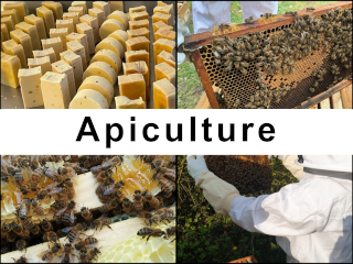 Apiculture avec la Région Wallonne