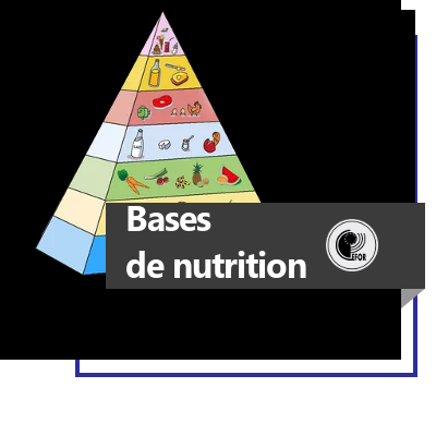 BASES DE NUTRITION