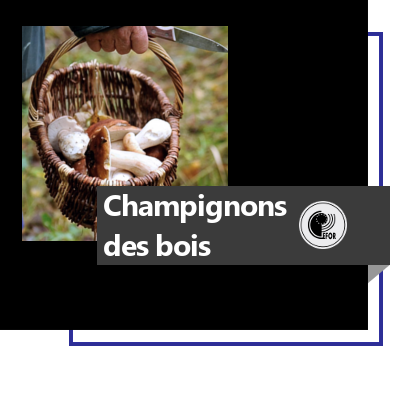 Découverte des champignons des bois