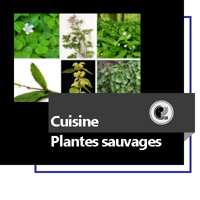 Découverte des plantes sauvages comestibles