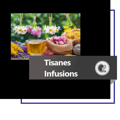 Tisanes et infusions : de la récolte des plantes à la dégustation 