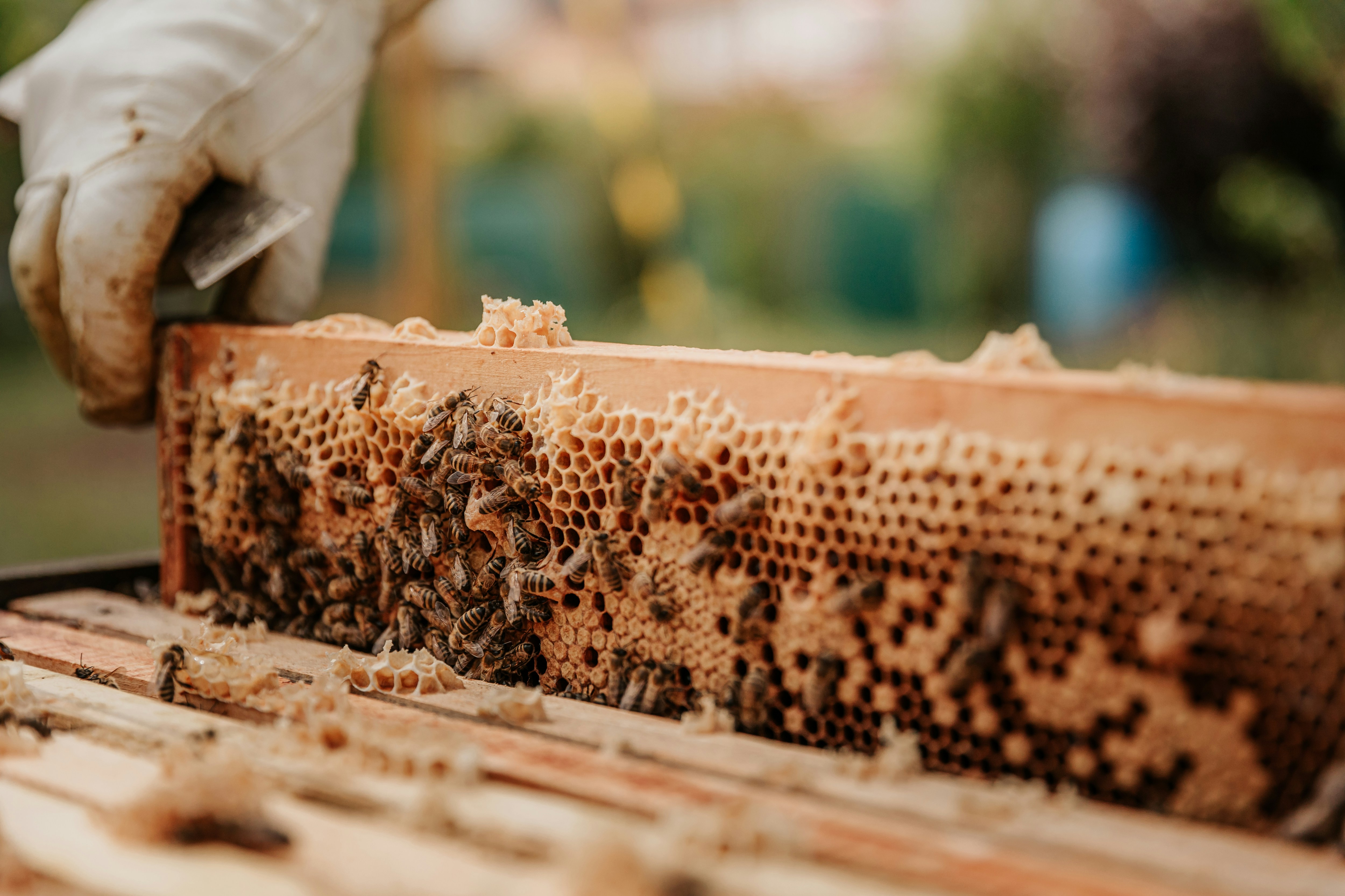 Apiculture